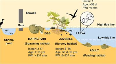 Frontiers | Tri-Spine Horseshoe Crab Aquaculture, Ranching and